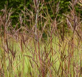 Vousatice 'JS Purple Konza' - Andropogon hallii 'JS Purple Konza'