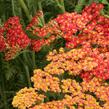 Řebříček obecný 'Safran' - Achillea millefolium 'Safran'