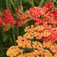 Řebříček obecný 'Safran' - Achillea millefolium 'Safran'