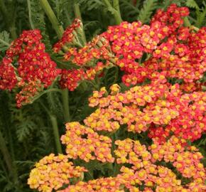 Řebříček obecný 'Safran' - Achillea millefolium 'Safran'