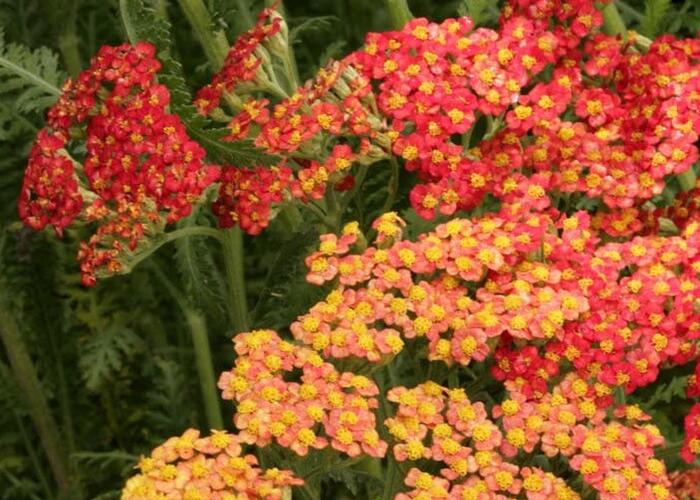 Řebříček 'Safran' - Achillea 'Safran'