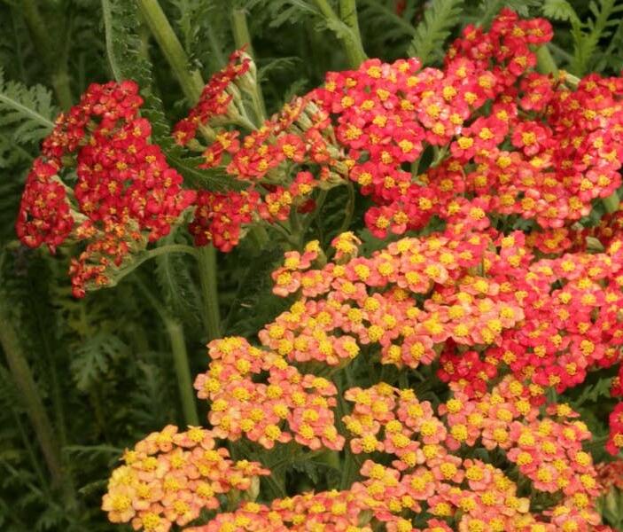 Řebříček obecný 'Safran' - Achillea millefolium 'Safran'
