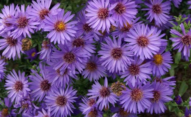 Hvězdnice keříčkovitá 'Wood's Purple' - Aster dumosus 'Wood's Purple'