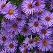 Hvězdnice keříčkovitá 'Wood's Purple' - Aster dumosus 'Wood's Purple'