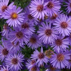 Hvězdnice keříčkovitá 'Wood's Purple' - Aster dumosus 'Wood's Purple'