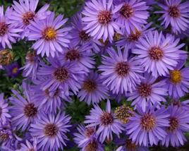 Hvězdnice keříčkovitá 'Wood's Purple'