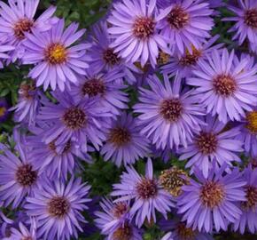 Hvězdnice keříčkovitá 'Wood's Purple' - Aster dumosus 'Wood's Purple'