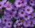 Hvězdnice keříčkovitá 'Wood's Purple'