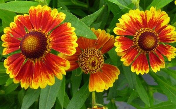 Záplevák 'Salud Embers' - Helenium autumnale 'Salud Embers'