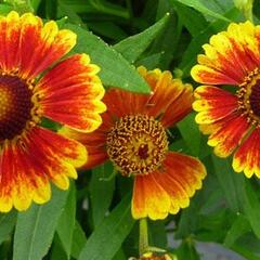 Záplevák 'Salud Embers' - Helenium autumnale 'Salud Embers'