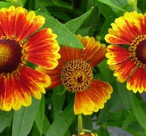 Záplevák 'Salud Embers' - Helenium autumnale 'Salud Embers'