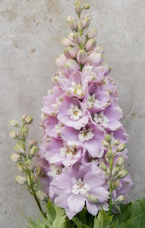 Ostrožka Magic Fountain 'Cherry Blossom' - Delphinium Magic Fountain 'Cherry Blossom'