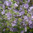 Sléz lesní 'Primley Blue' - Malva sylvestris 'Primley Blue'