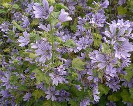 Sléz lesní 'Primley Blue'