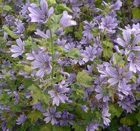 Sléz lesní 'Primley Blue' - Malva sylvestris 'Primley Blue'