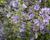Sléz lesní 'Primley Blue'