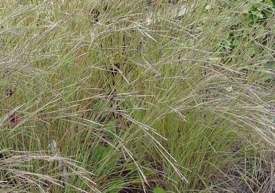 Vousatice metlatá 'Wildwest' - Andropogon scoparius 'Wildwest'