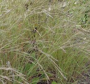 Vousatice metlatá 'Wildwest' - Andropogon scoparius 'Wildwest'