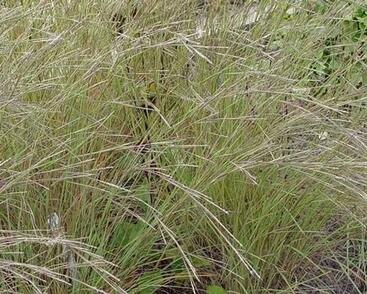 Vousatice metlatá 'Wildwest'