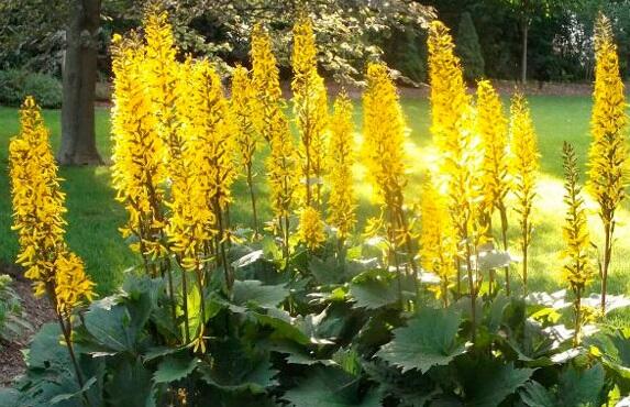 Popelivka 'Gold Torch' - Ligularia 'Gold Torch'