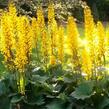 Popelivka 'Gold Torch' - Ligularia 'Gold Torch'