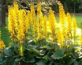 Popelivka 'Gold Torch'