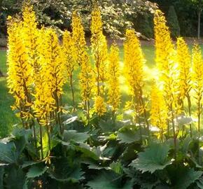 Popelivka 'Gold Torch' - Ligularia 'Gold Torch'