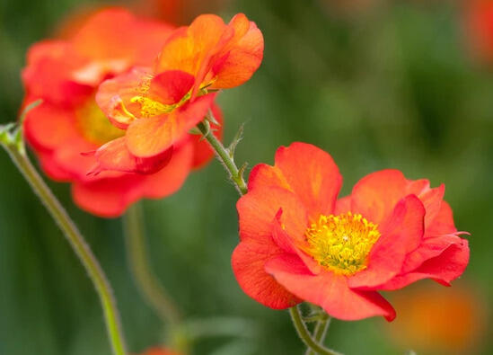 Kuklík 'Tempest Scarlet' - Geum 'Tempest Scarlet'