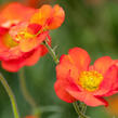 Kuklík 'Tempest Scarlet' - Geum 'Tempest Scarlet'