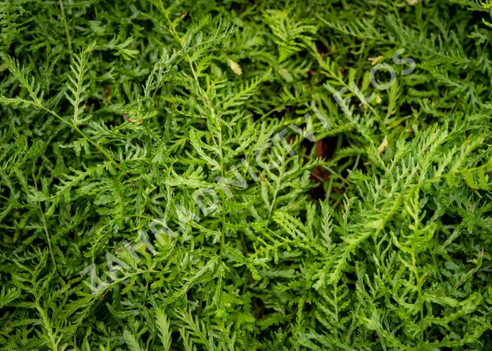 Kapraď samec 'Linearis Polydactyla' - Dryopteris filix-mas 'Linearis Polydactyla'