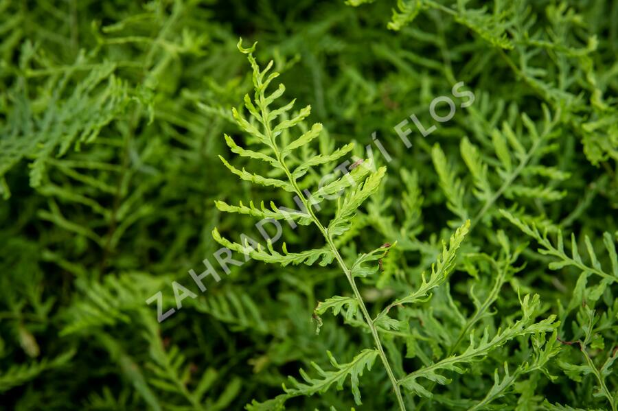 Kapraď samec 'Linearis Polydactyla' - Dryopteris filix-mas 'Linearis Polydactyla'