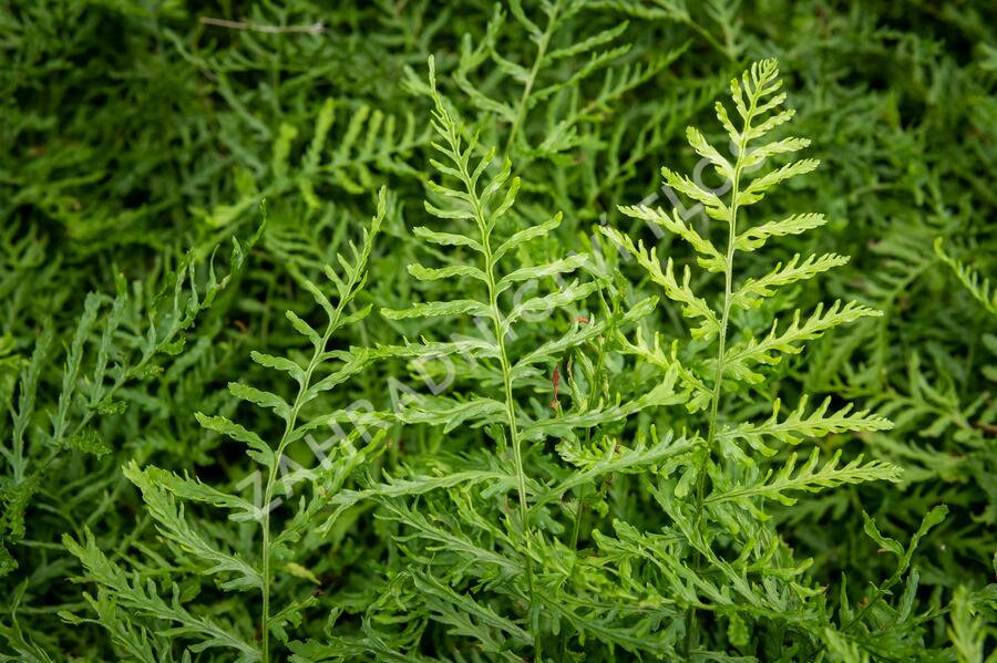 Kapraď samec 'Linearis Polydactyla' - Dryopteris filix-mas 'Linearis Polydactyla'