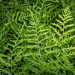 Kapraď samec 'Linearis Polydactyla' - Dryopteris filix-mas 'Linearis Polydactyla'