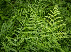 Kapraď samec 'Linearis Polydactyla' - Dryopteris filix-mas 'Linearis Polydactyla'