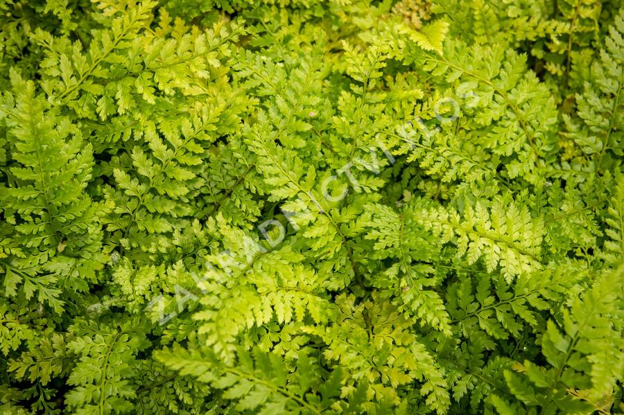 Kapradina štětinonosná 'Proliferum' - Polystichum setiferum 'Proliferum'