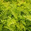 Kapradina štětinonosná 'Proliferum' - Polystichum setiferum 'Proliferum'