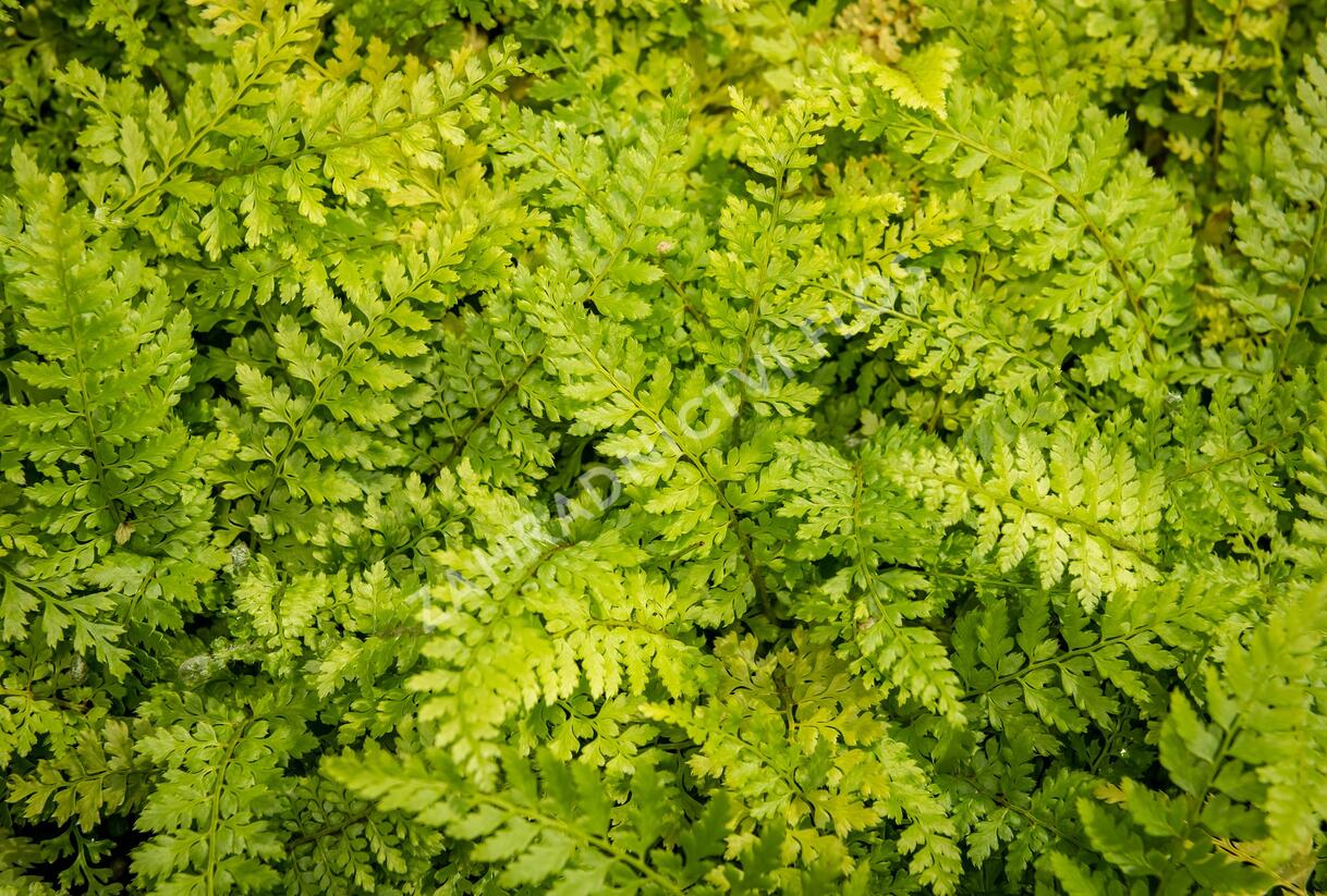 Kapradina štětinonosná 'Proliferum' - Polystichum setiferum 'Proliferum'