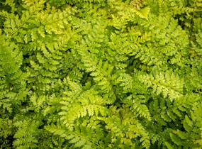 Kapradina štětinonosná 'Proliferum' - Polystichum setiferum 'Proliferum'
