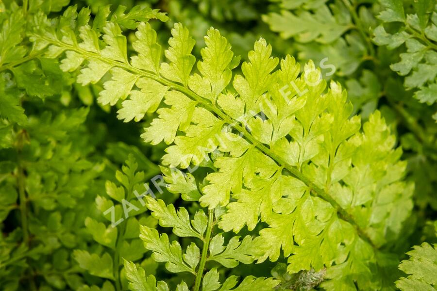Kapradina štětinonosná 'Proliferum' - Polystichum setiferum 'Proliferum'
