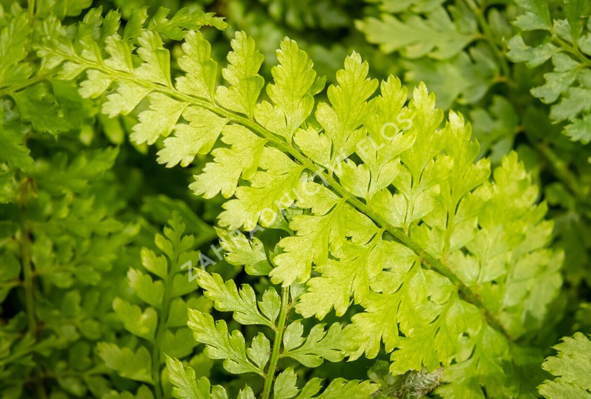 Kapradina štětinonosná 'Proliferum' - Polystichum setiferum 'Proliferum'