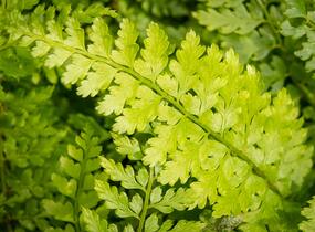 Kapradina štětinonosná 'Proliferum' - Polystichum setiferum 'Proliferum'