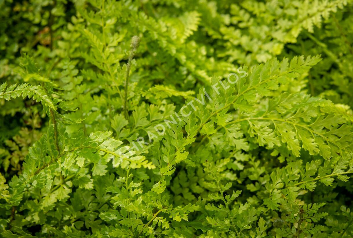 Kapradina štětinonosná 'Proliferum' - Polystichum setiferum 'Proliferum'
