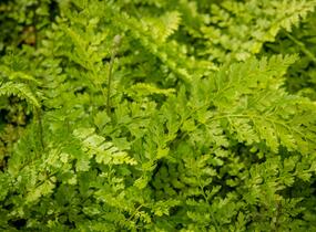 Kapradina štětinonosná 'Proliferum' - Polystichum setiferum 'Proliferum'