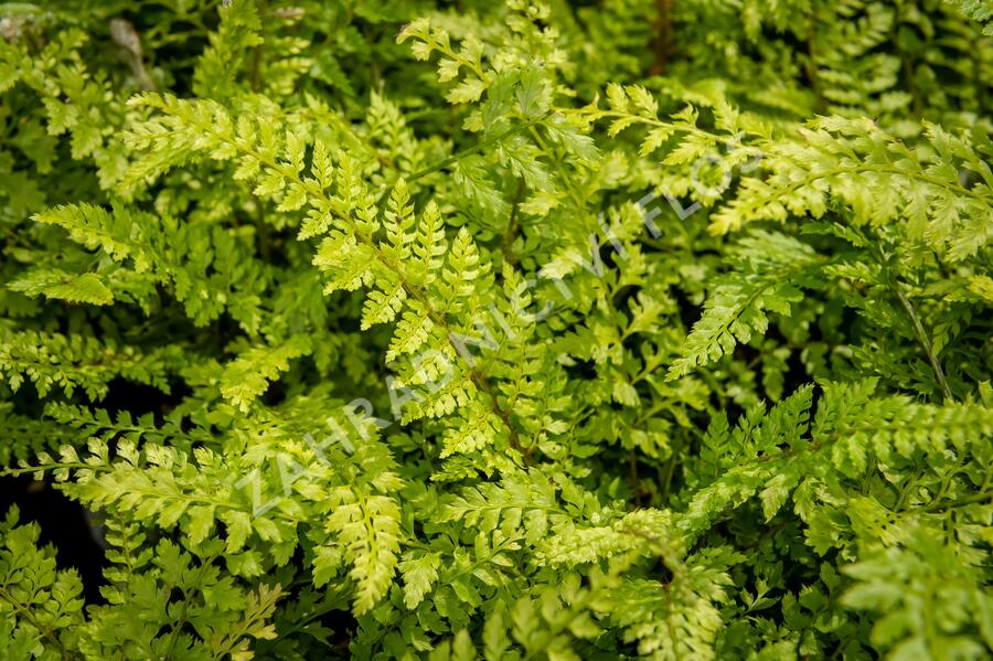 Kapradina štětinonosná 'Proliferum' - Polystichum setiferum 'Proliferum'