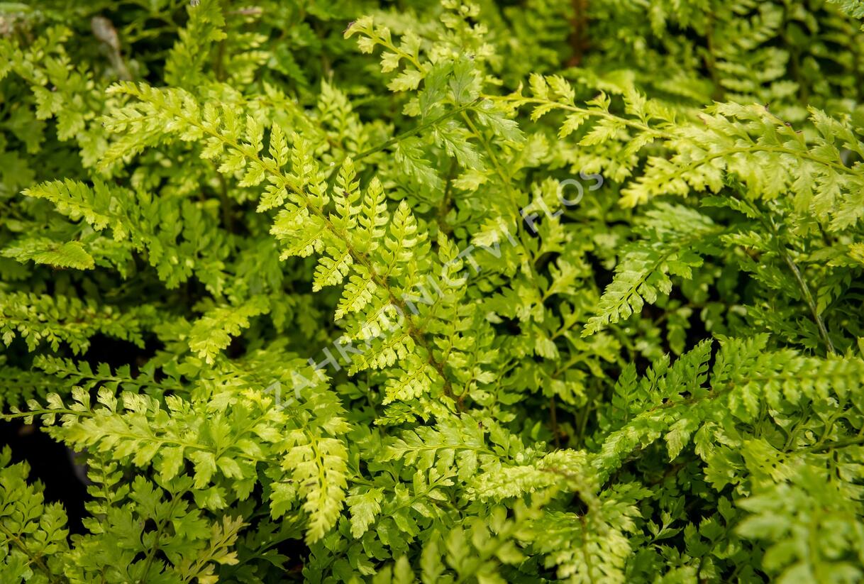 Kapradina štětinonosná 'Proliferum' - Polystichum setiferum 'Proliferum'