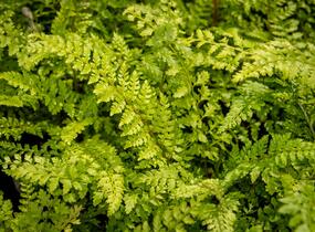 Kapradina štětinonosná 'Proliferum' - Polystichum setiferum 'Proliferum'
