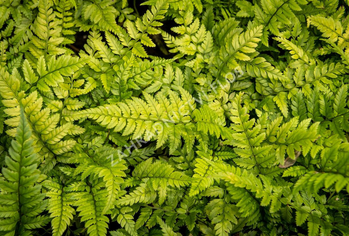 Kapradina korejská skalní - Polystichum tsus-simense