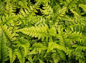 Kapradina - Polystichum tsus-simense