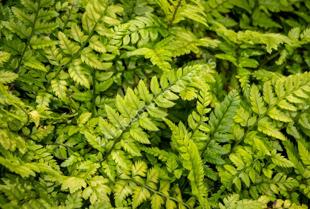 Kapradina korejská skalní - Polystichum tsus-simense