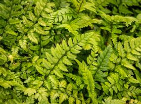 Kapradina - Polystichum tsus-simense